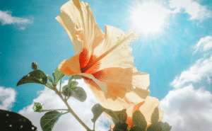 Calor